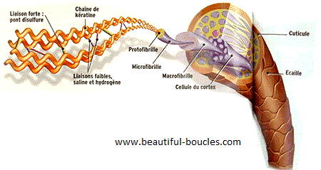 Structure du cheveu, effet lissage et brushing - www.beautiful-boucles.com