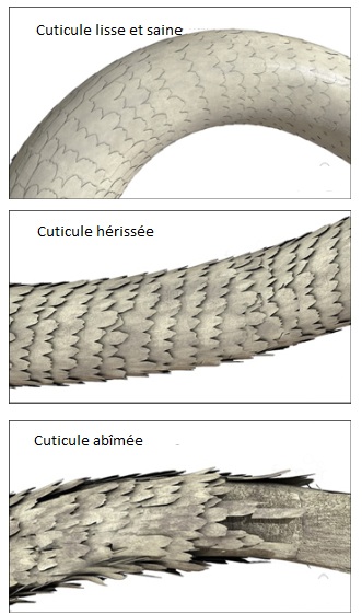 Comparaison des écailles d'un cheveu sain, sensibilisé et endommagé : 3 stades de progression.